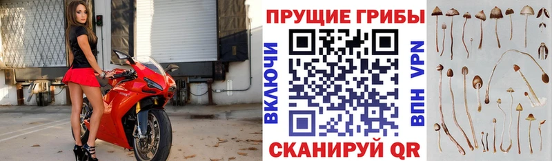 Псилоцибиновые грибы Psilocybe  Купить  Ярославль 